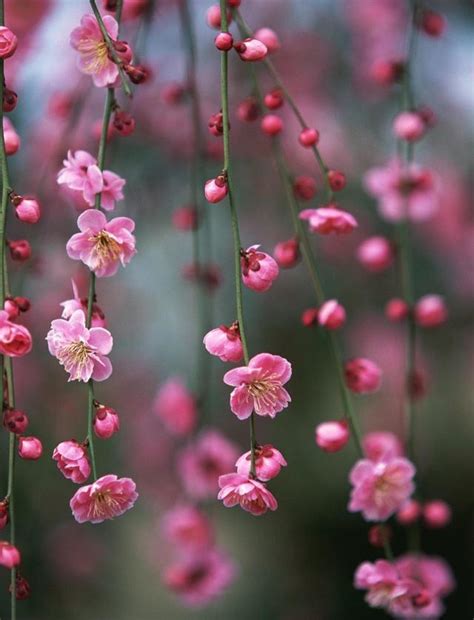 梅花寓意|梅花花語和象徵意義